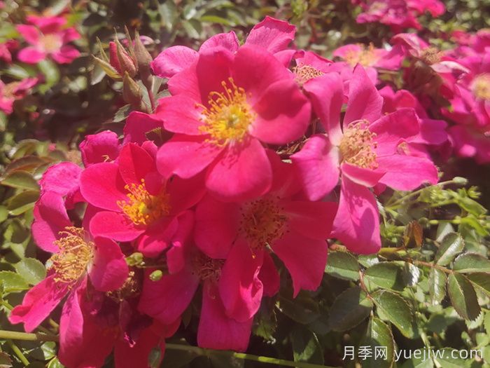 地被月季：城乡绿化园林美化的优秀选择（附常用品种）(图5)