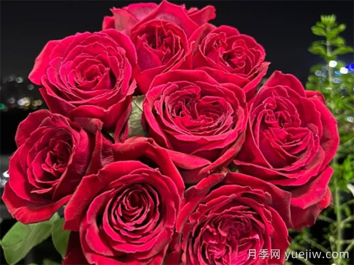 蒋恩钿带领中国月季走向世界，被称为月季夫人(图1)