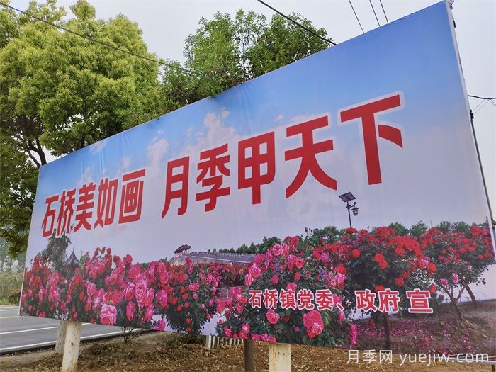 月季花美了一座城，世界月季洲际大会给南阳带来了什么？(图1)