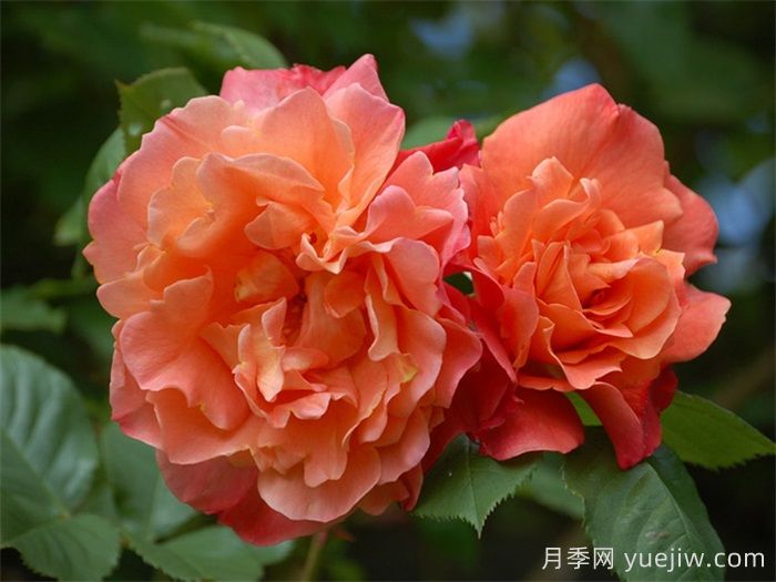 藤本月季:城市立体绿化彩色花木主力(图6) 藤本月季:城市立体绿化彩色花木主力(图6)