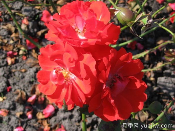 藤本月季:城市立体绿化彩色花木主力(图7) 藤本月季:城市立体绿化彩色花木主力(图7)