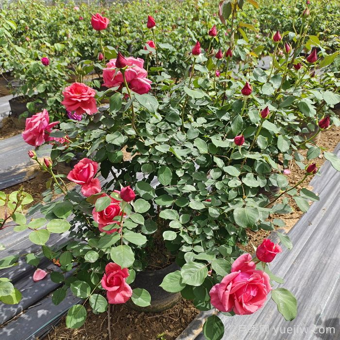 同样管理的月季，为什么有的月季死了？(图2)