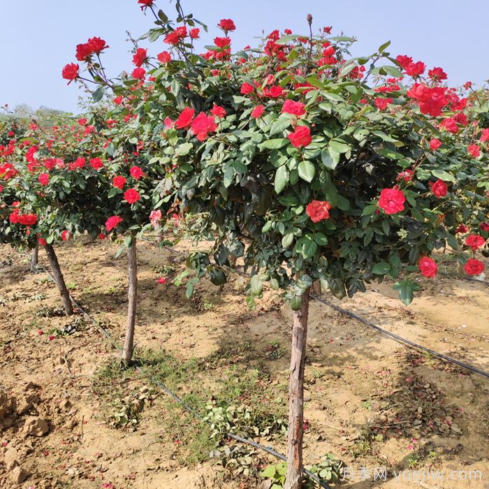 夏季养月季花，浇水施肥哪些是重点？(图2)