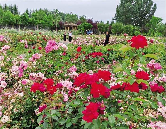 呼和浩特市园林建设服务中心植物园月季迎来最佳观赏期(图1)
