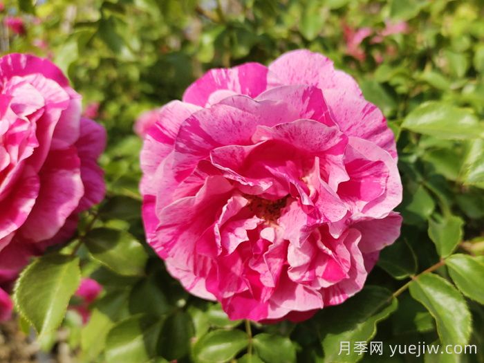 月季推荐，伊蕾莎斯特月季(图1)