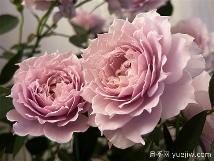 条件有限，适合阳台的12款月季(图8)