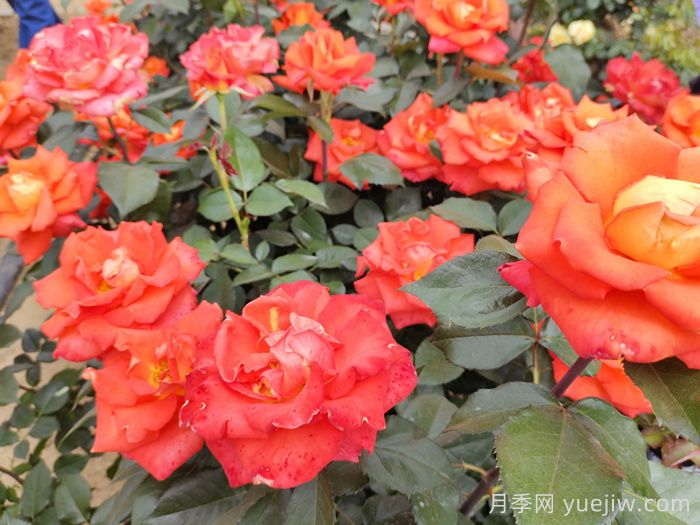 月季花施肥需要注意什么？(图1)