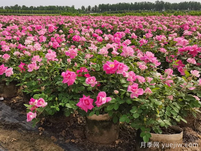 蓬勃发展的南阳月季产业(图2)