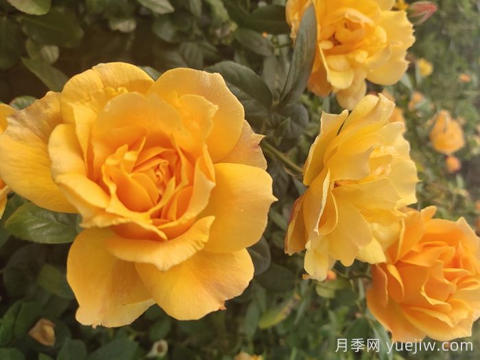 谈谈现代月季在园林景观中的应用(图1)