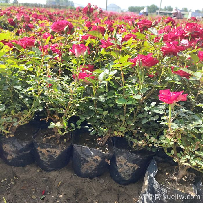 矮小型的月季品种如何选择？微月错不了(图1)