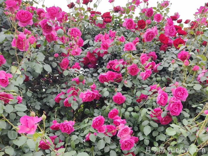 家有庭院，一定要布置美美的藤本月季花墙(图1)