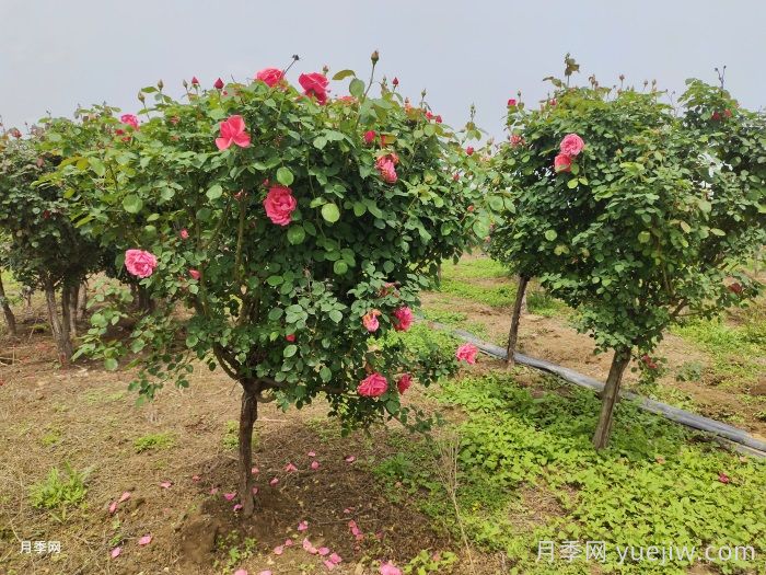 夏天月季为什么往往开得不太好？原因在这里(图2)