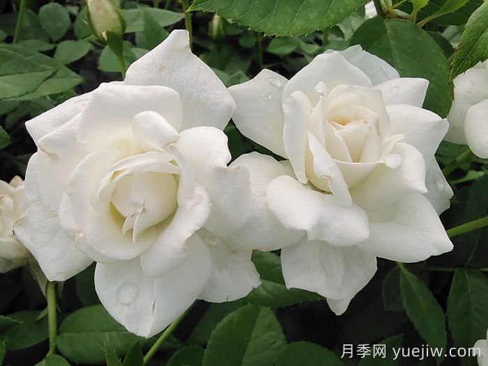 WFRS殿堂盘点世界上最受欢迎的16个月季品种(图4)