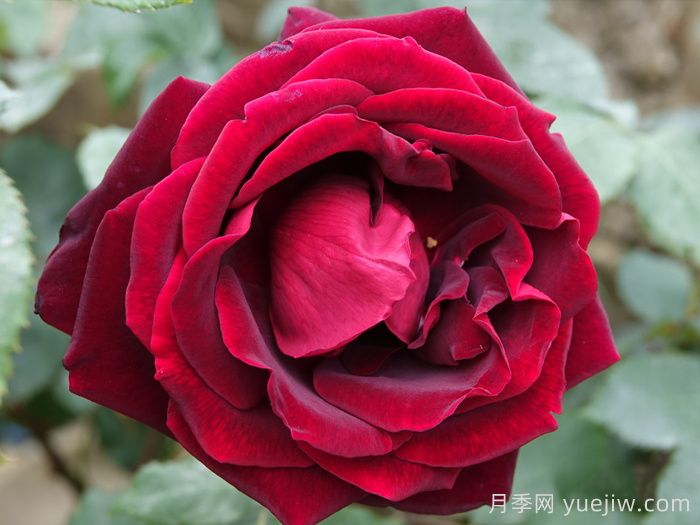 WFRS殿堂盘点世界上最受欢迎的16个月季品种(图6)