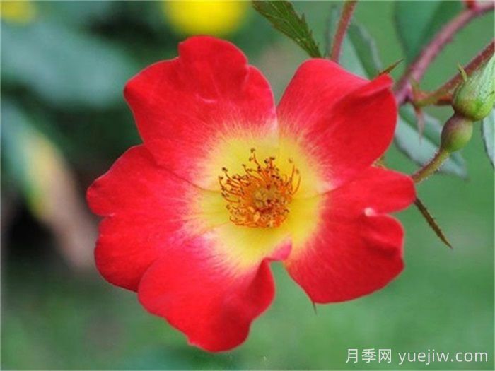 WFRS殿堂盘点世界上最受欢迎的16个月季品种(图11)