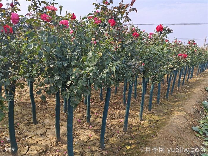 夏季月季种植后的注意事项(图2) 夏季月季种植后的注意事项(图2)