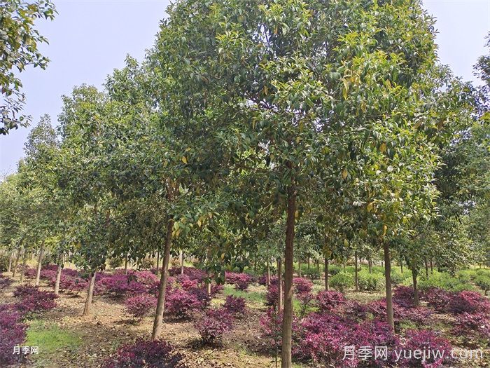 汇总200种常用绿化苗木习性，必须收藏(图1)