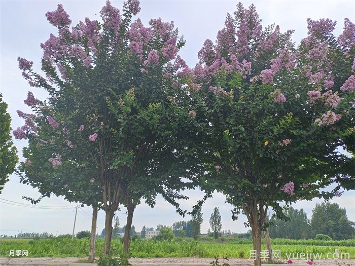 汇总200种常用绿化苗木习性，必须收藏(图4)