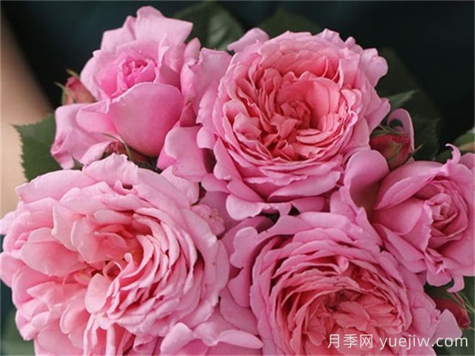 藤本月季之欢迎月季的优缺点是什么？(图1)