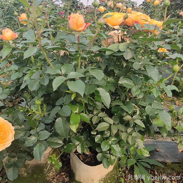 月季花夏季的修剪、施肥和防治病虫害攻略(图1)