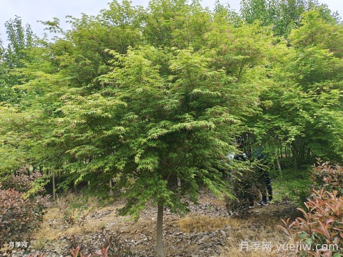 九月份园林苗木易发生的病虫害及防治方法(图1)