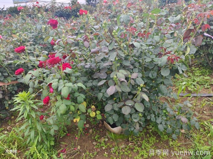 夏天月季黑杆怎么救?!(图1) 夏天月季黑杆怎么救?(图1)