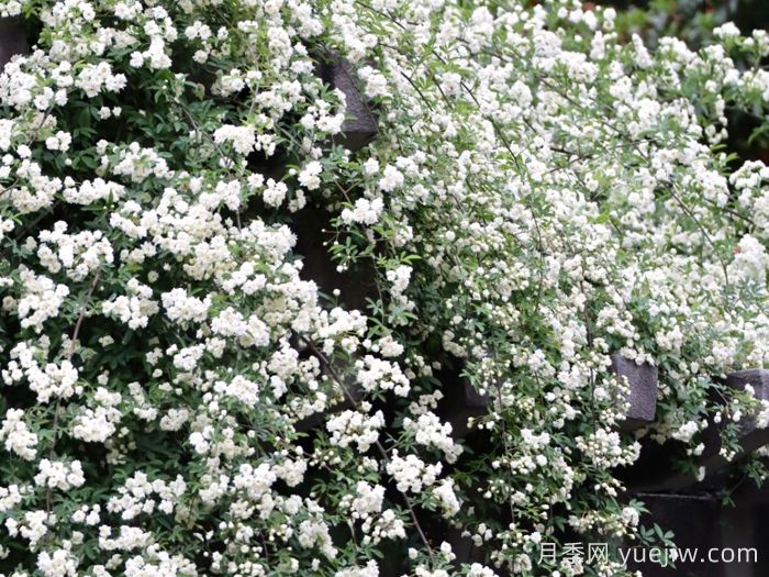 白木香月季介绍和优缺点(图1) 白木香月季介绍和优缺点(图1)