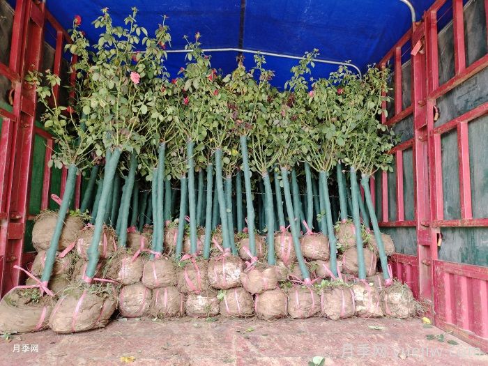 南阳树状月季为陕西西安园林工程添加生机(图1) 南阳树状月季为陕西西安园林工程添加生机(图1)