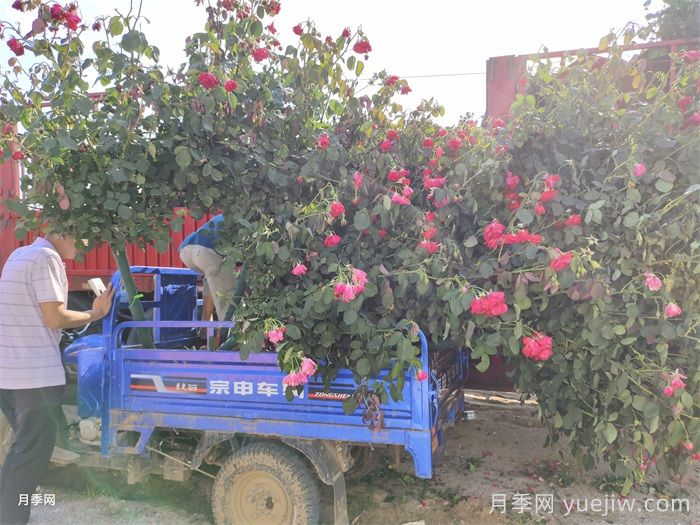 月季花的产地是哪里？南阳产的月季花好吗？(图3)
