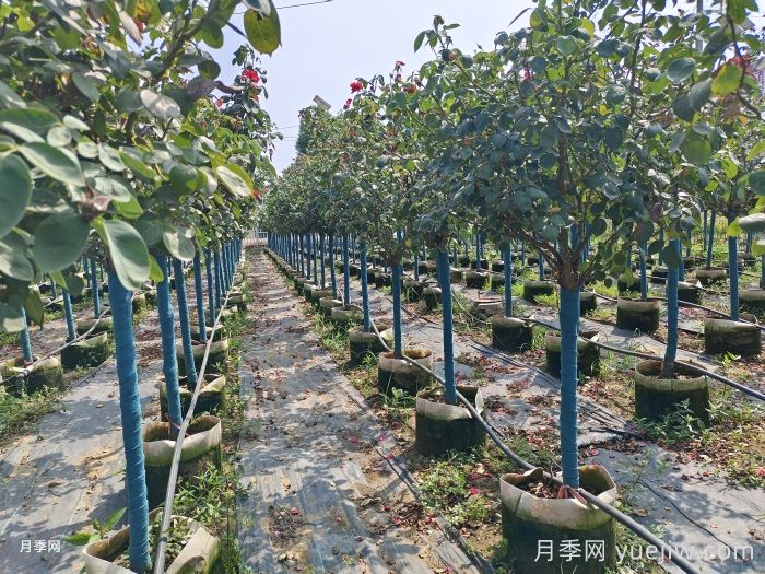 树状月季门道多，南阳树状月季怎样种植？月季冠幅小偏冠是啥原因？(图1)