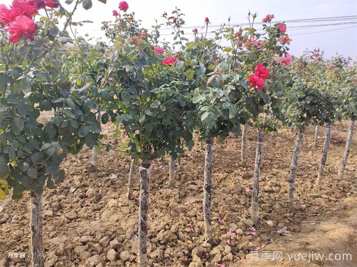 树状月季门道多，南阳树状月季怎样种植？月季冠幅小偏冠是啥原因？(图3)