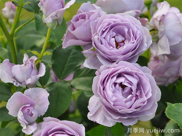 推荐10款蓝紫色系月季品种,总有一款你喜欢(图3) 推荐10款蓝紫色系月季品种,总有一款你喜欢(图3)