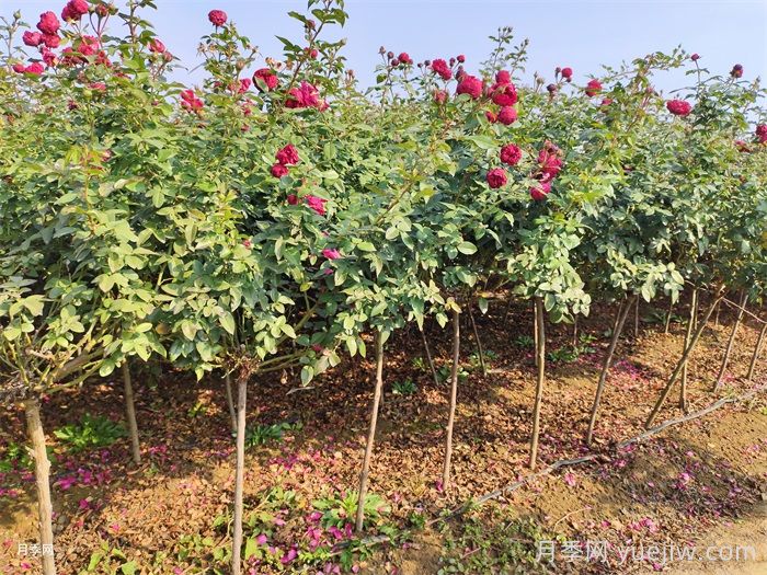 月季灼伤型黄叶有哪些类型？(图1)