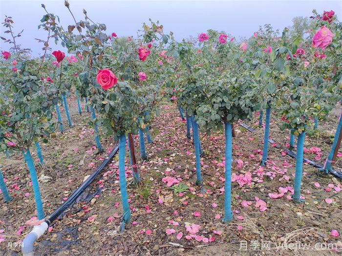 如何避免冬季月季不休眠情况？如何移栽网购的藤本月季？(图1)