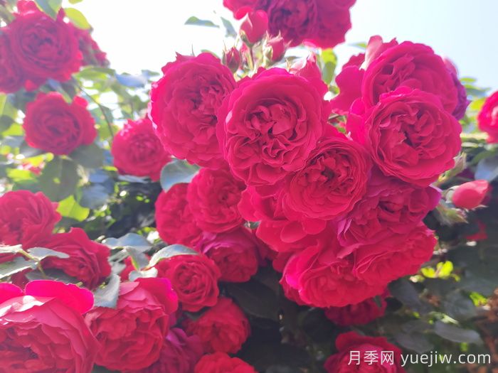 推荐10款经典的藤本月季排行榜,你喜欢哪个?(图1) 推荐10款经典的藤本月季排行榜,你喜欢哪个?(图1)