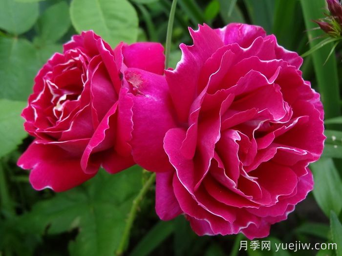 月季介绍,布罗德男爵月季(图1) 月季介绍,布罗德男爵月季(图1)