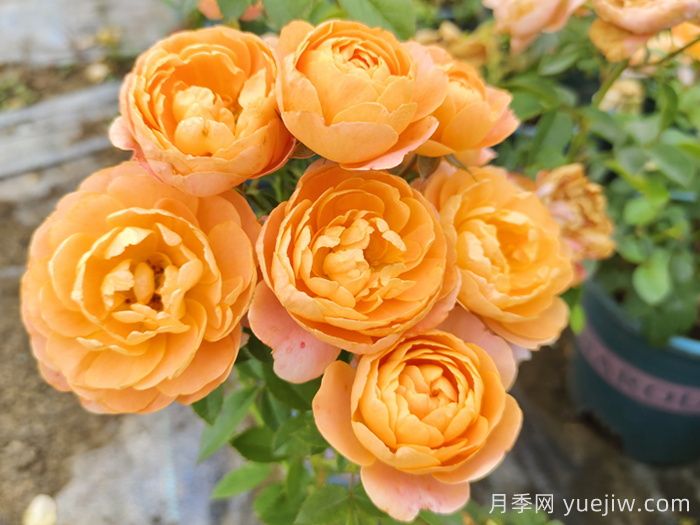 如果只能养一盆月季,我只要果汁阳台(图1) 如果只能养一盆月季,我只要果汁阳台(图1)