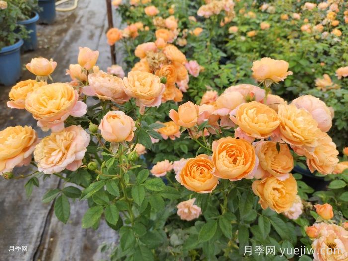 如果只能养一盆月季,我只要果汁阳台(图2) 如果只能养一盆月季,我只要果汁阳台(图2)