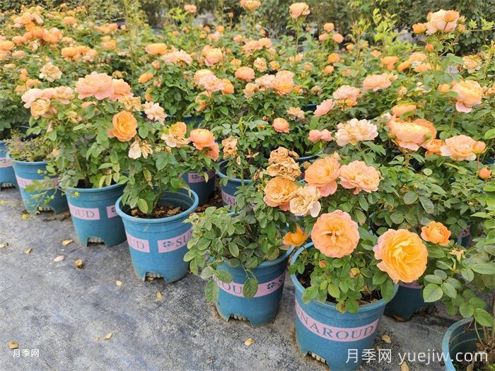 如果只能养一盆月季,我只要果汁阳台(图3) 如果只能养一盆月季,我只要果汁阳台(图3)