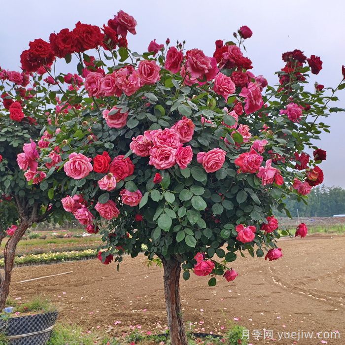 月季树一年花开200多天，适合园林工程和庭院栽种(图1)