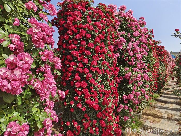 2025年南阳造型月季价格(图1)