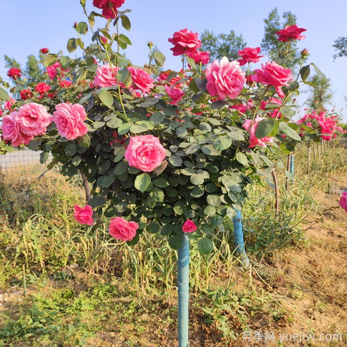 2025年最新南阳树状月季价格(图1)