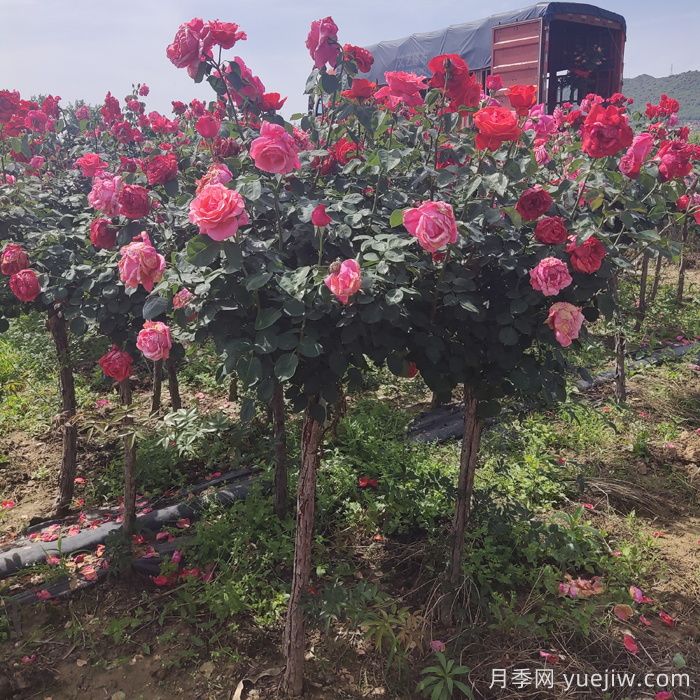 树状月季，月季树基地行情价格表(图2)