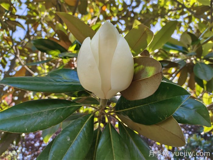 白玉兰长得好不好，如何促花开？(图1)