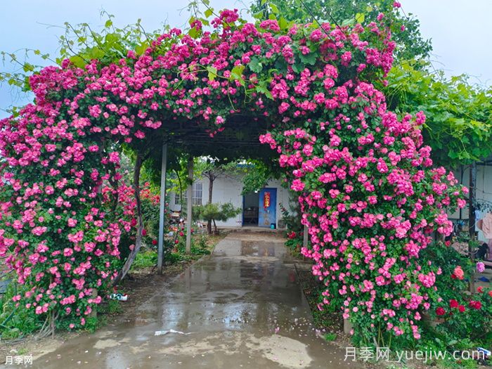 四季开花的南阳藤本月季有哪些?(图1) 四季开花的南阳藤本月季有哪些?(图1)