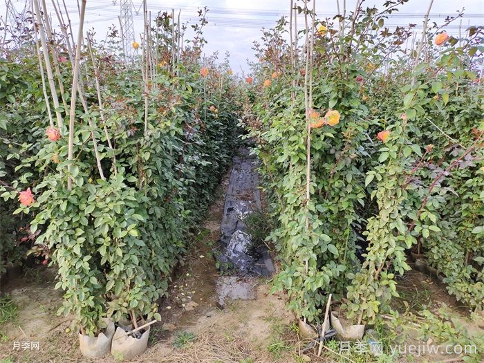 四季开花的南阳藤本月季有哪些?(图2) 四季开花的南阳藤本月季有哪些?(图2)