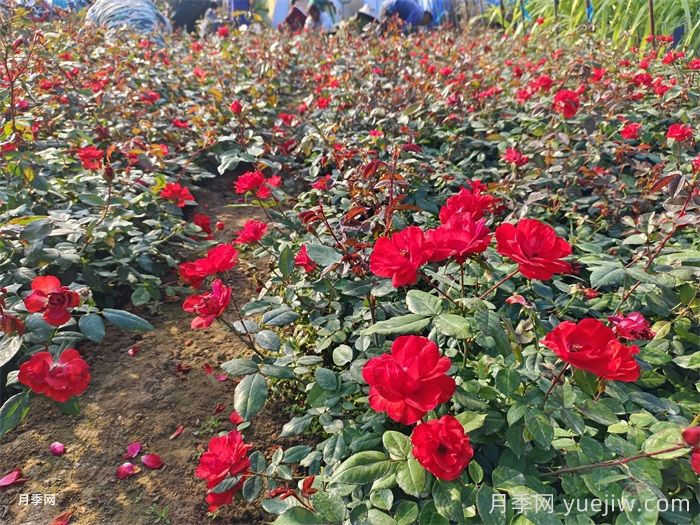 丰花月季的养殖方法和注意事项(图3) 丰花月季的养殖方法和注意事项(图3)