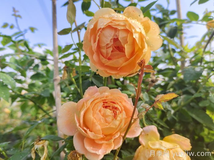 花墙养成必选的6种藤本月季品种，四季开花不停歇(图4)