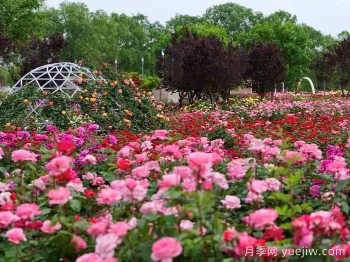 月季园：石家庄市植物园玫瑰月季园(图1)