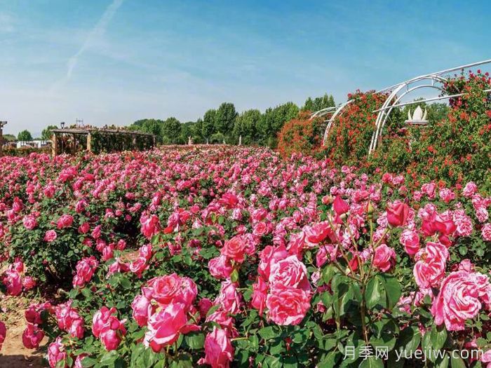 月季园：石家庄市植物园玫瑰月季园(图2)